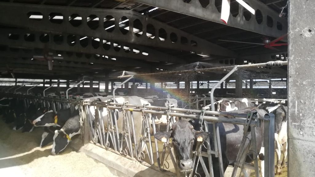 Sistema de aspersión justo encima de las vacas.