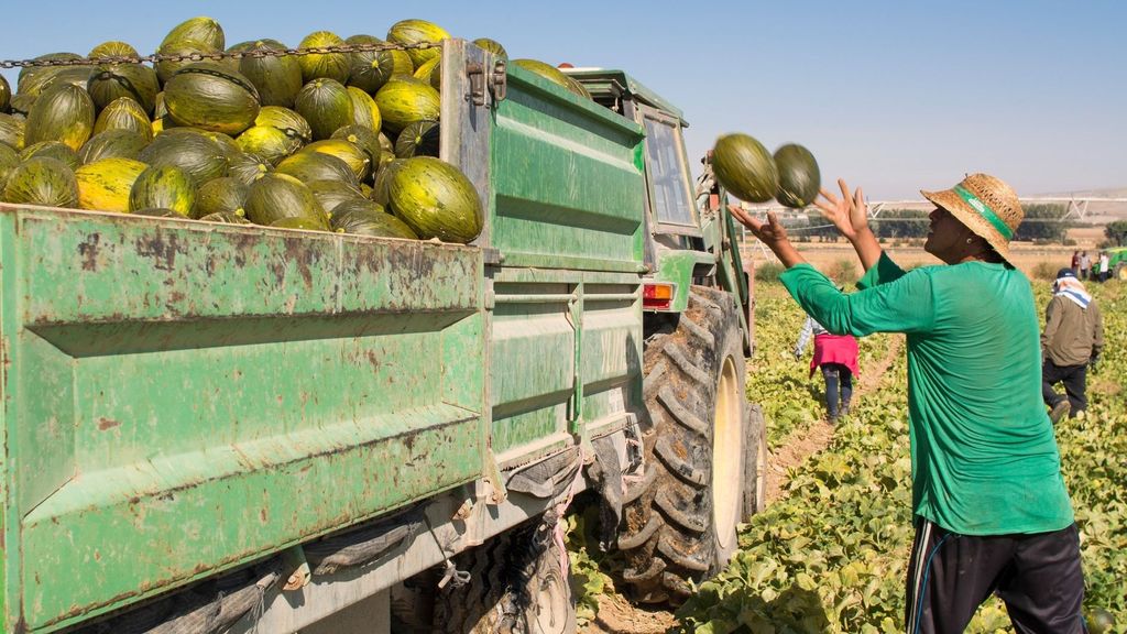 Trabajadores del campo se protegen del sol con sombreros