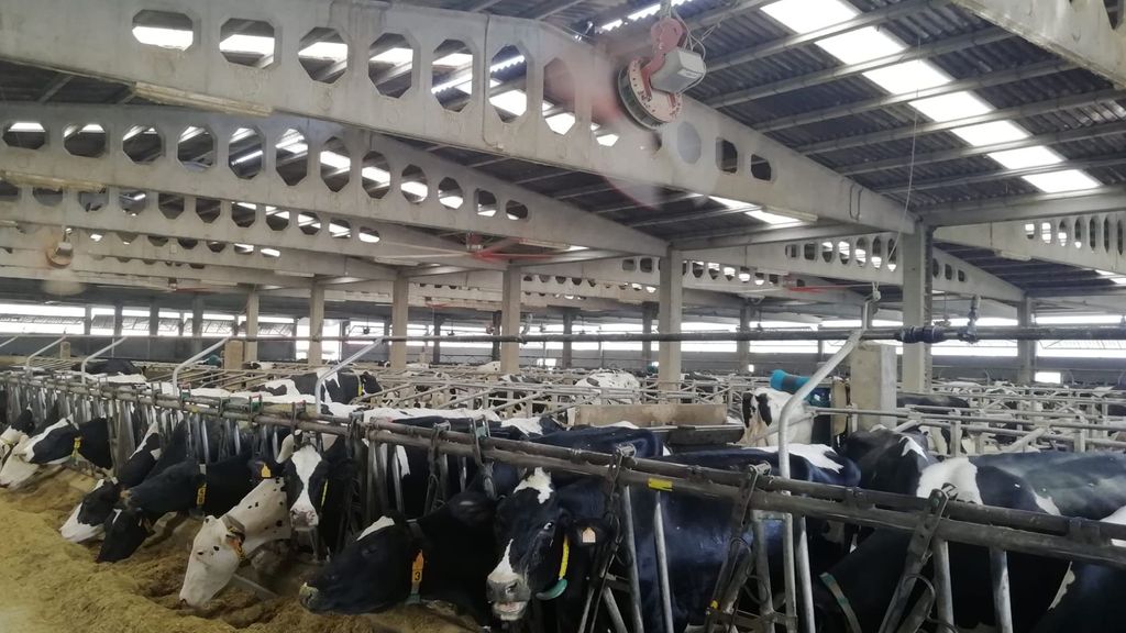 Ventiladores y aspersores para refrigerar a las vacas en una granja gallega