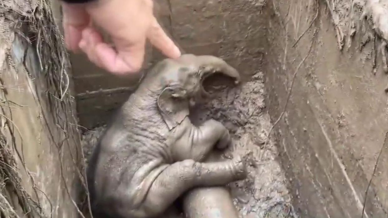 Cría de elefanta atrapada