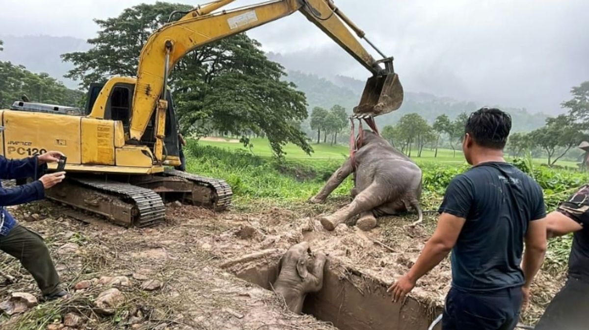 El tenso momento en que rescataron a un elefante bebé y su madre