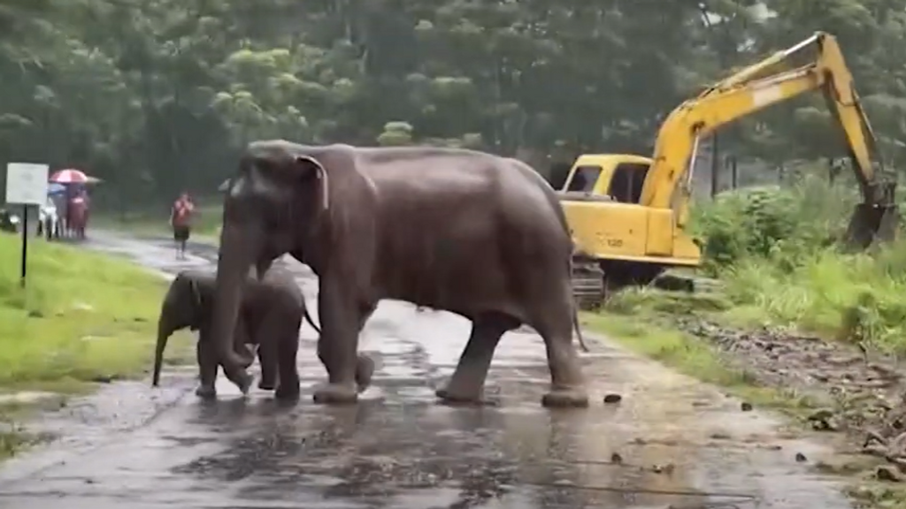 Una elefante y su cría fueron rescatadas