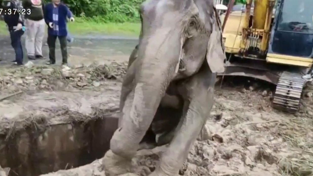 La elefanta cae en la zanja al intentar salvar a su cría