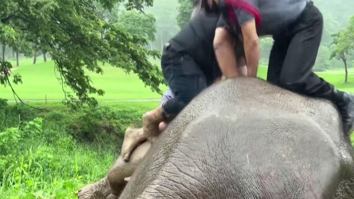 Así fue el masaje cardíaco a una elefanta tras salvar la vida de su bebé: encima de ella