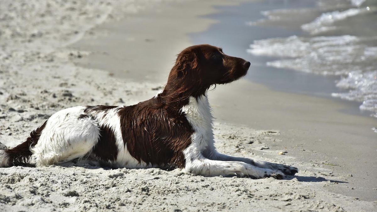 Perro playa