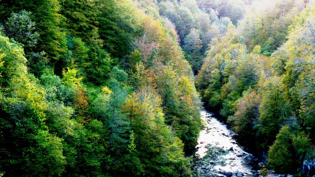 Selva de Irati.