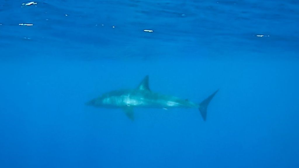 Tiburón en las costa del Garraf
