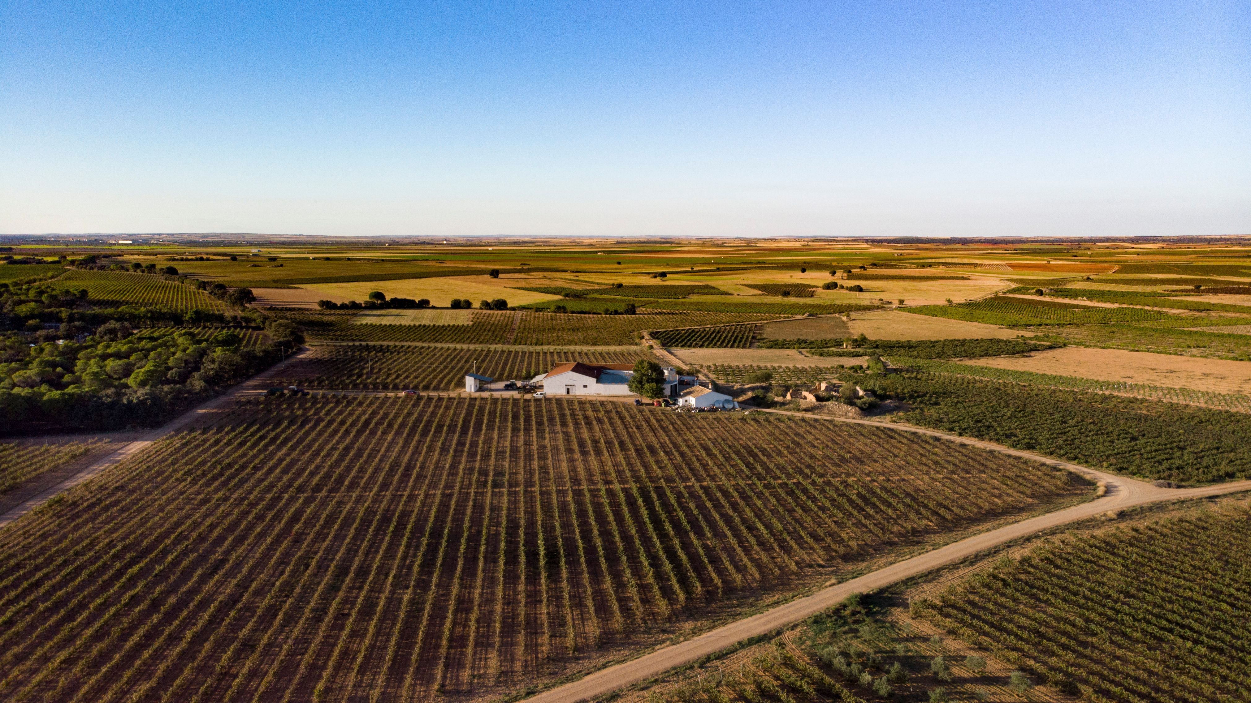 Las Bodegas Volver nacieron en el 2004 y en el 2005 lanzaron su bandera, un cien por cien tempranillo procedente de un viñedo único plantado en 1957