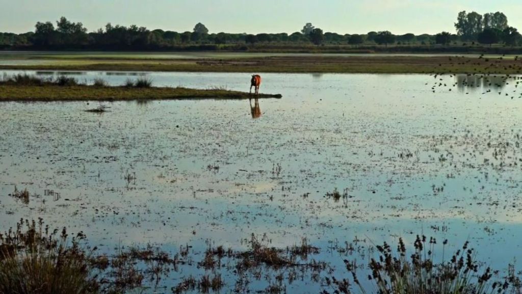 Las claves de la destrucción del Parque Natural de Doñana: “No se están cumpliendo las leyes”
