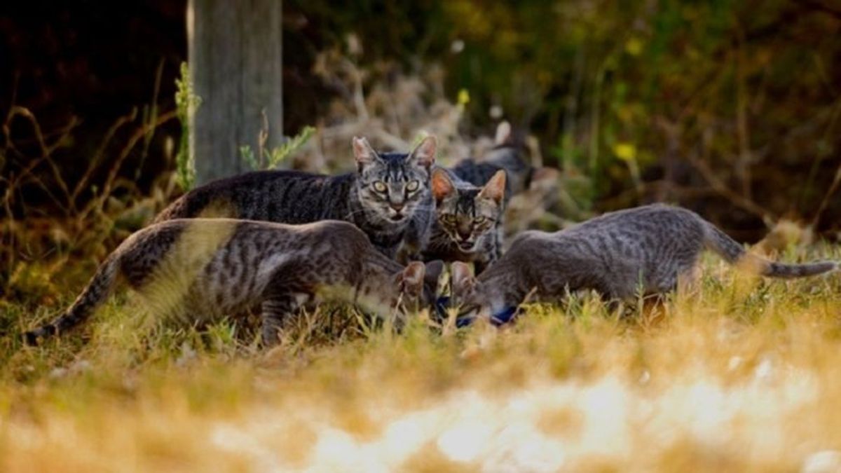 Sacrificar gatos para acabar con su superpoblación, la propuesta que le cuesta el puesto a un concejal de Cirat Sacrificar gatos para acabar con su superpoblación, la propuesta que le cuesta el puesto a un concejal de Cirat