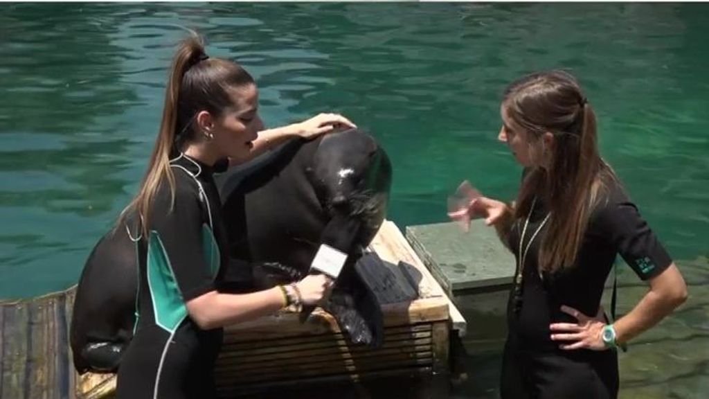 Un león marino saluda a ‘Ya es mediodía’ desde Faunia: así se refrescan estos mamíferos acuáticos