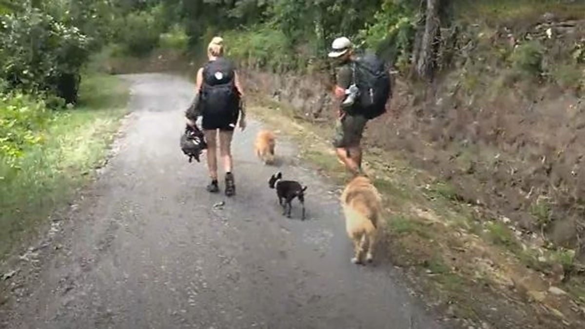 Una pareja hace el Camino de Santiago con sus perros
