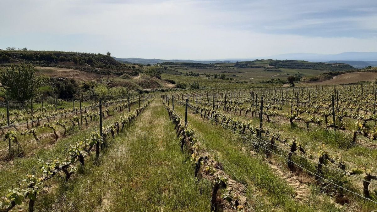 Viñas en Rioja alavesa Viñas en Rioja alavesa
