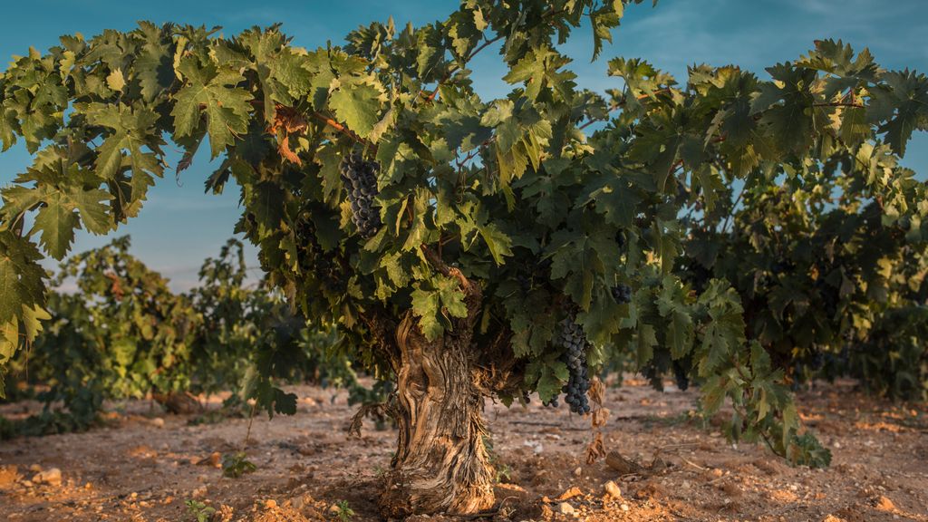 Volver es un vino goloso, tiene cuerpo y sabe a fruta madura, concentrada. Tiene un final largo y es muy equilibrado