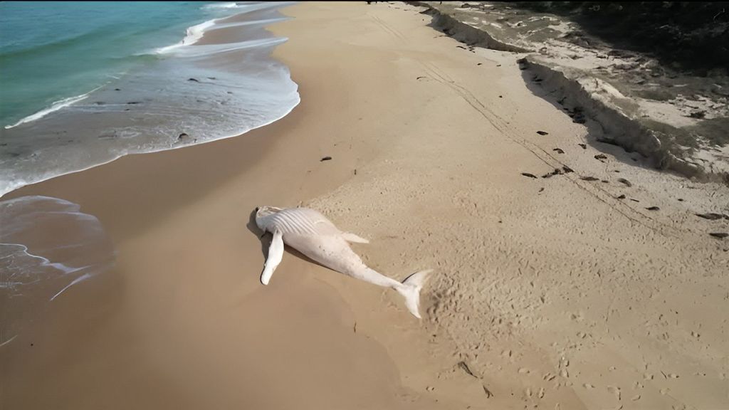 Encuentran el cadáver de una ballena blanca en una playa de Australia