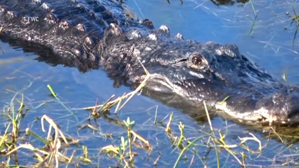 Muere una anciana al caer a un estanque con caimanes en Florida