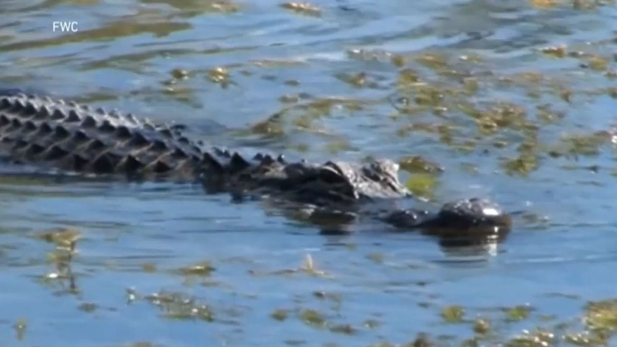 Muere una mujer al caer a un estanque con caimanes en un campo de golf en Florida, EEUU