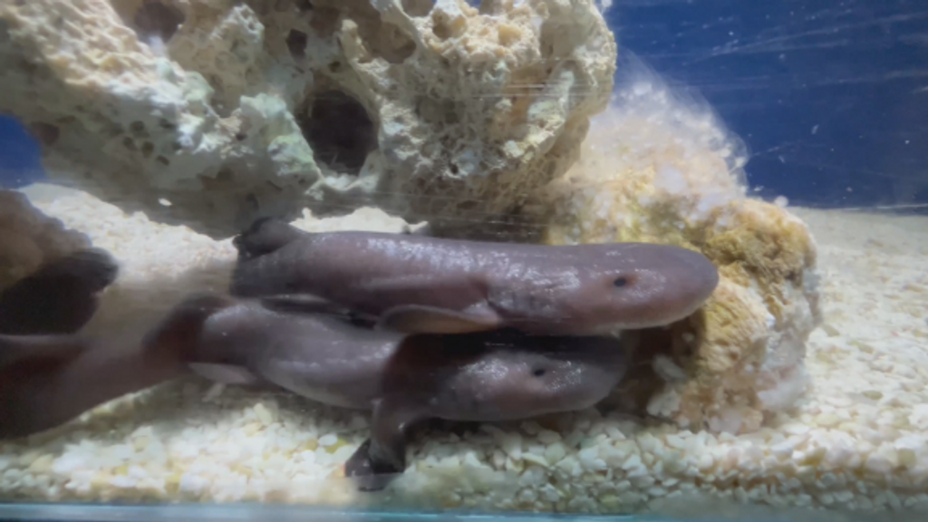 Nacen dos tiburones nodriza de cola corta en el Oceanogràfic de Valencia
