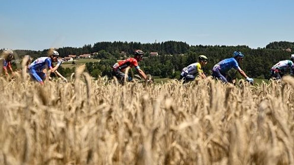 Imagen del tour de Francia pasando por un campo de trigo Imagen del tour de Francia pasando por un campo de trigo