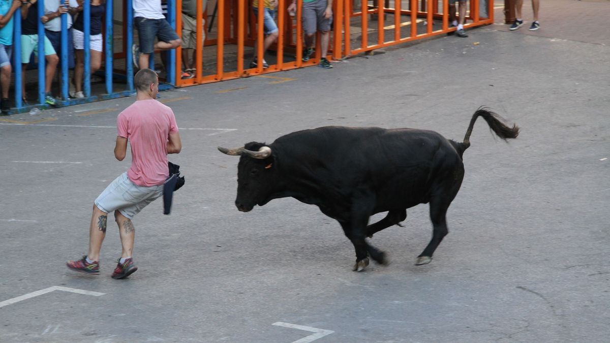 Muere un ciudadano francés tras 9 días ingresado por una cornada en los "bous al carrer" de Pedreguer Muere un ciudadano francés tras 9 días ingresado por una cornada en los "bous al carrer" de Pedreguer