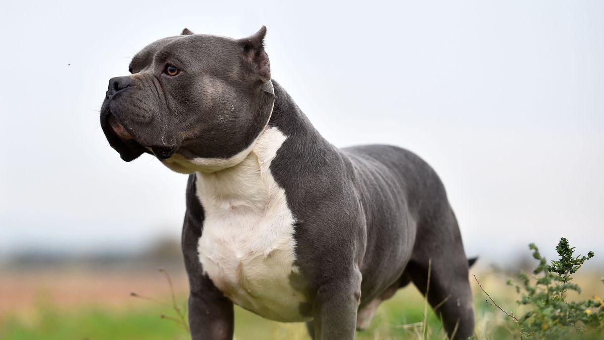 Un perro de la raza Pit Bull Terrier Americano acaba con la vida de su dueña y deja herido a su pareja en Reino Unido