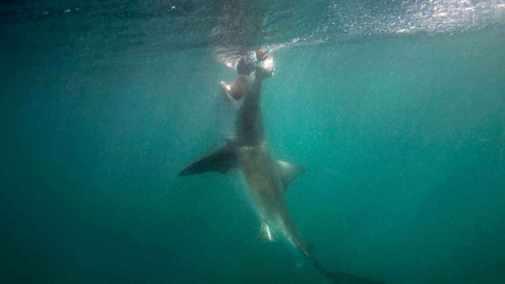 Una 'ola de calor marina' causa un aumento de ataques de tiburones en Estados Unidos