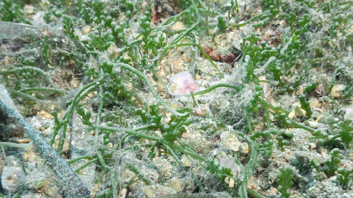 Detectan una alga invasora en las playas catalanas que pone en riesgo al ecosistema marino
