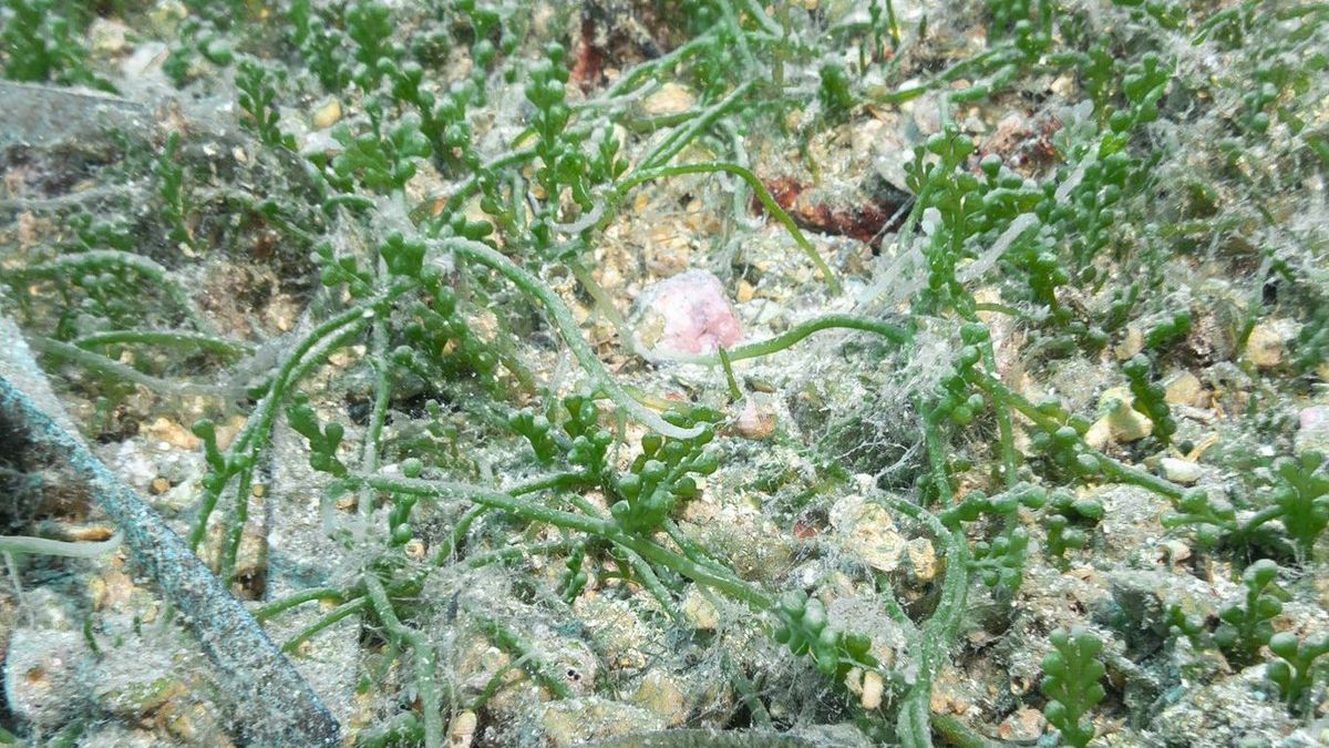 Detectan una alga invasora en las playas catalanas que pone en riesgo al ecosistema marino Detectan una alga invasora en las playas catalanas que pone en riesgo al ecosistema marino