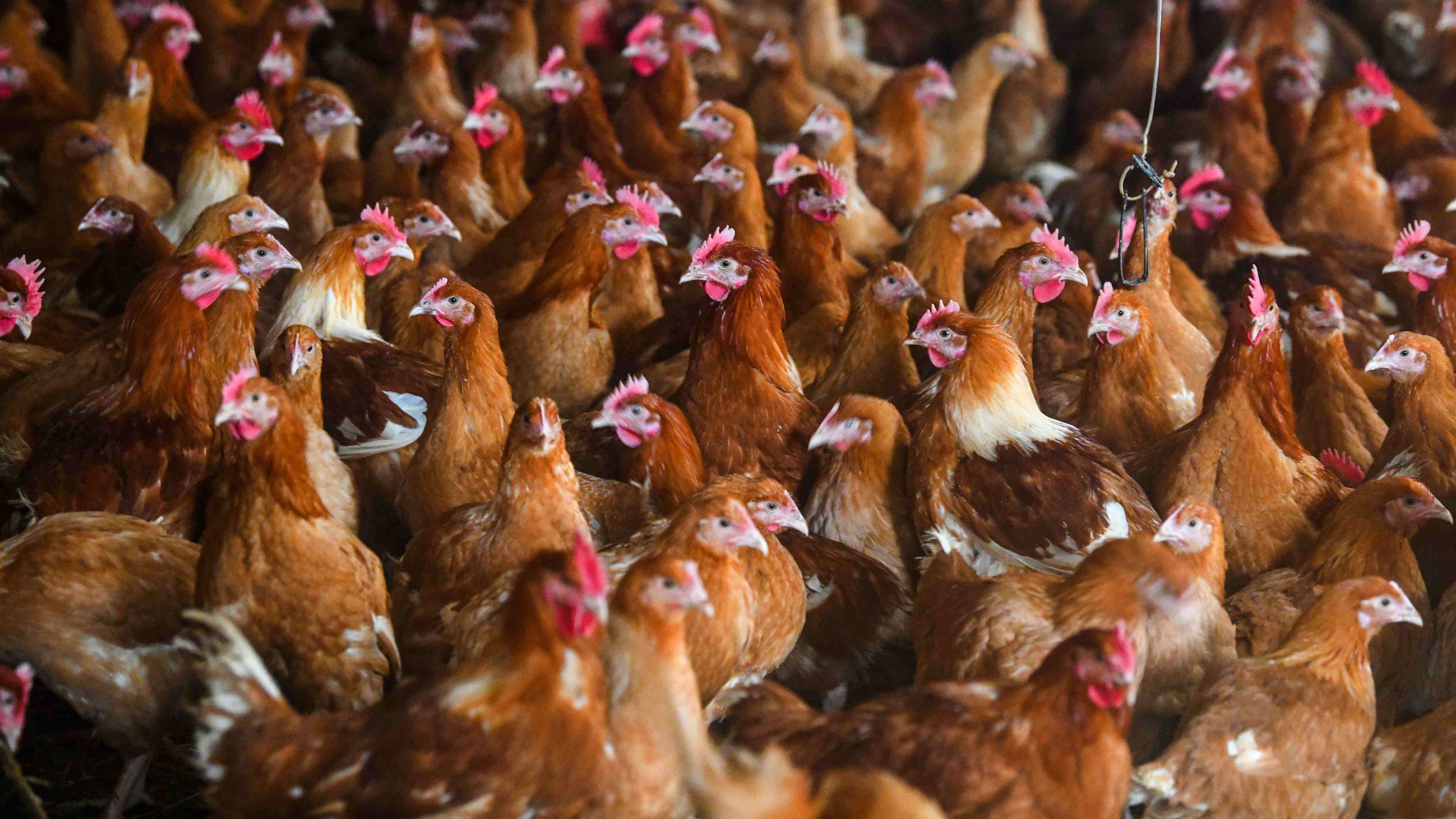 La temperatura en el pueblo de San Felices de Buelna donde está la explotación avícola alcanzó los 42,9 grados