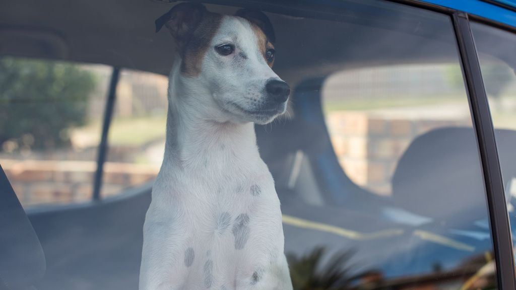 Las razas de perro que sufren más el calor