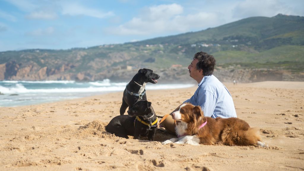 perros en la playa