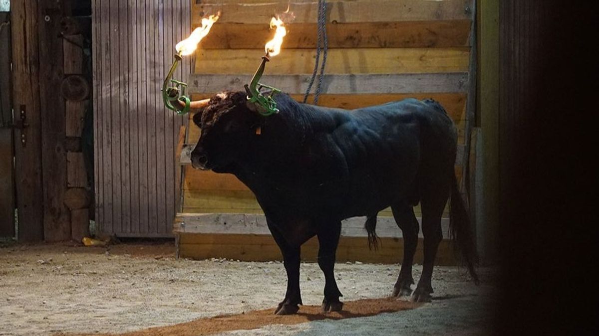 Toro embolao Toro embolao