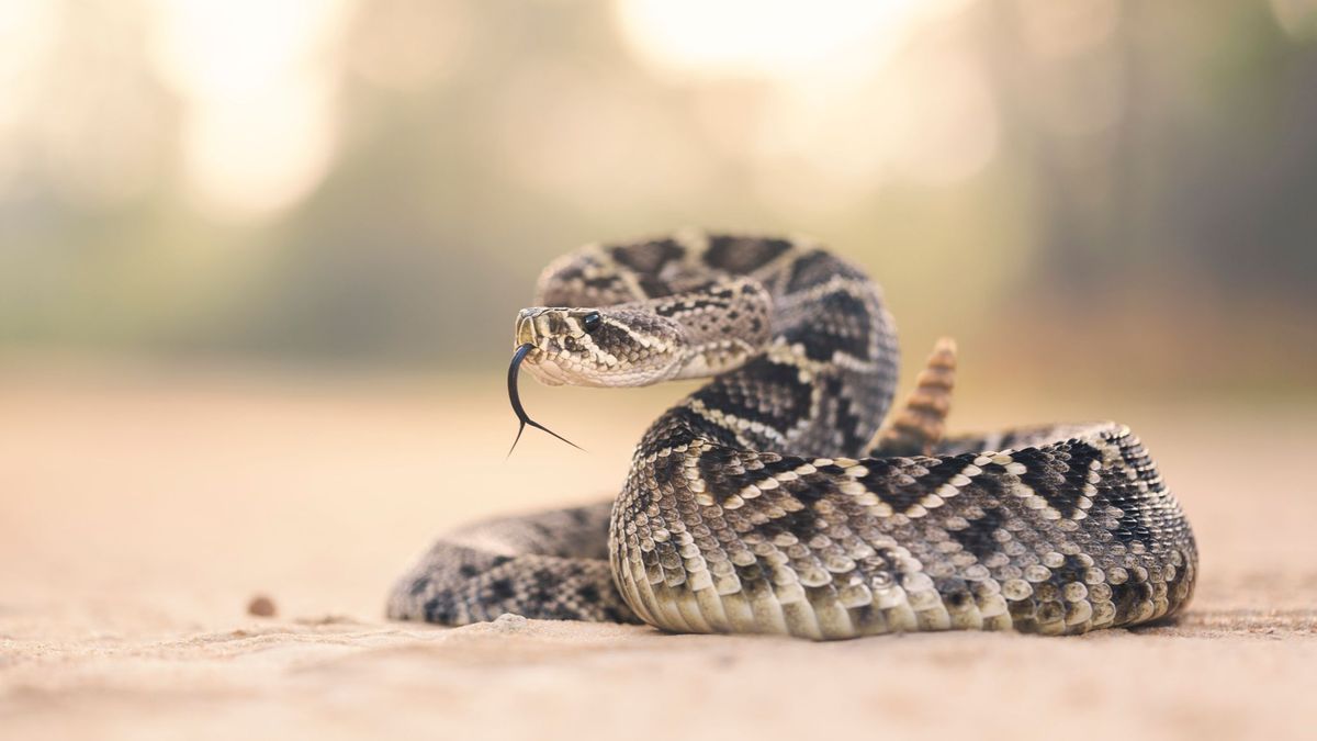 Un niño de seis años ha muerto al ser mordido por una serpiente de cascabel en Colorado, Estados Unidos