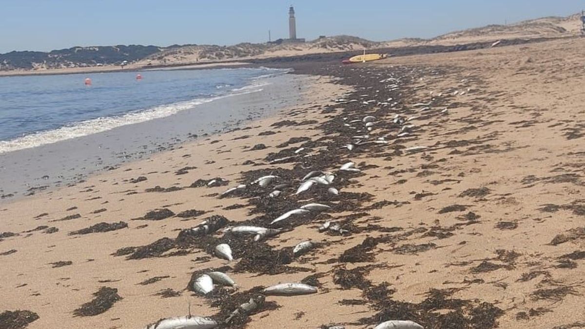 Peces muertos en la orilla en Los Caños de Meca Peces muertos en la orilla en Los Caños de Meca
