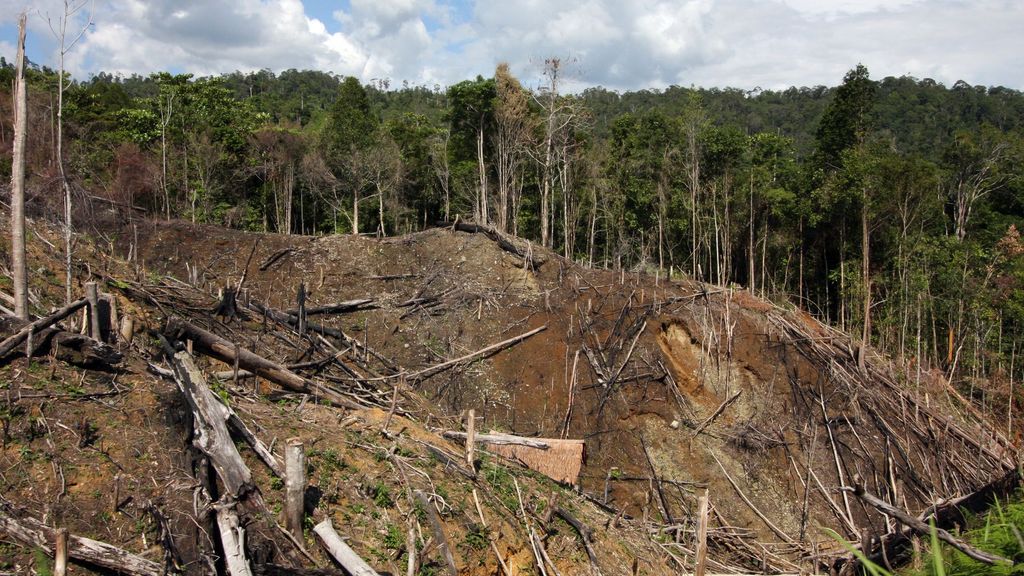Deforestación por el aceite de palma en Asia