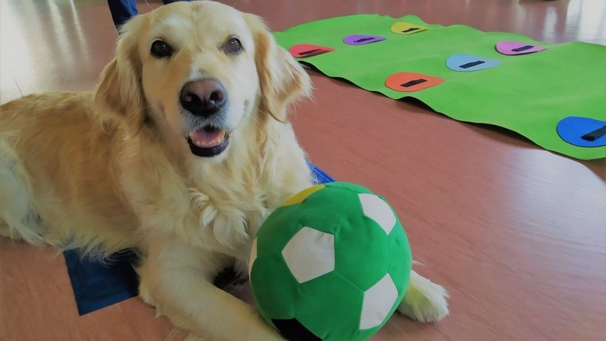 Dia Mundial del perro 2022:  el homenaje al mejor amigo del hombre