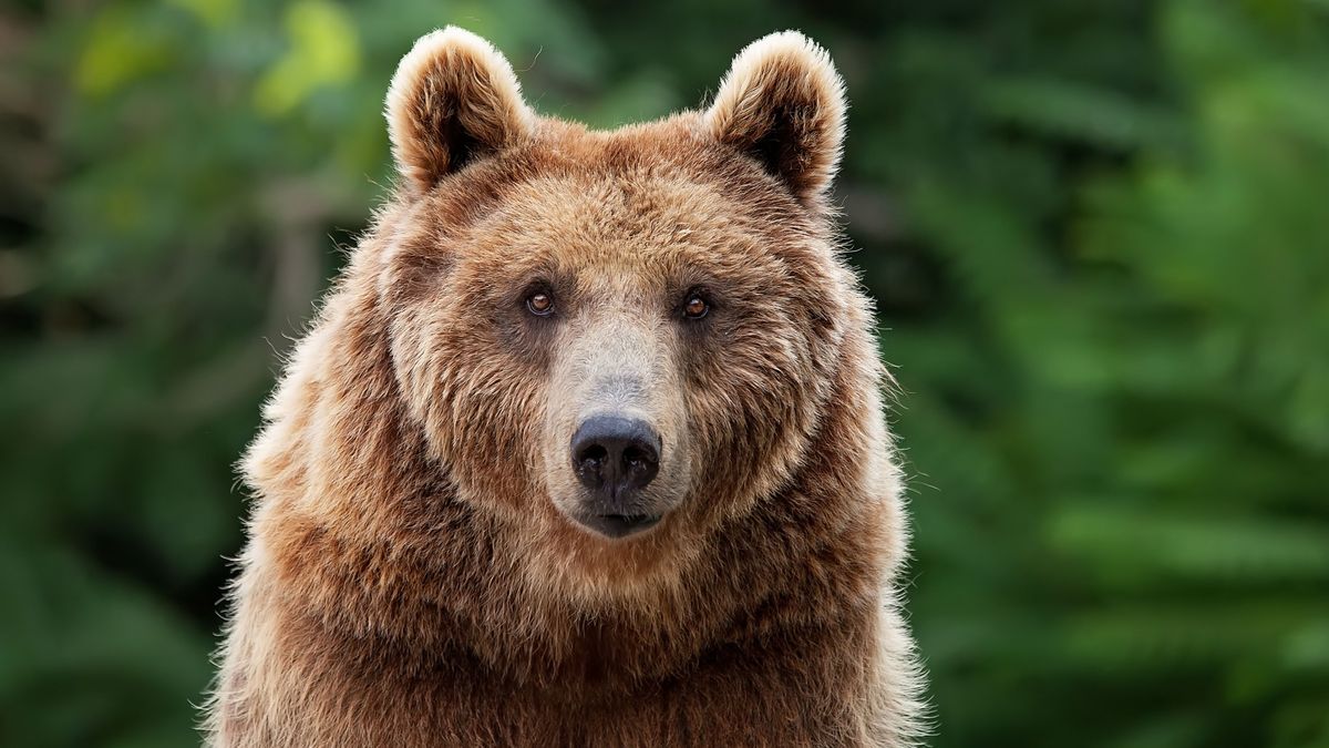 Leah Lokan, una mujer de 65 años ha fallecido tras el ataque de un oso que se metió en su tienda de acampada en Estados Unidos