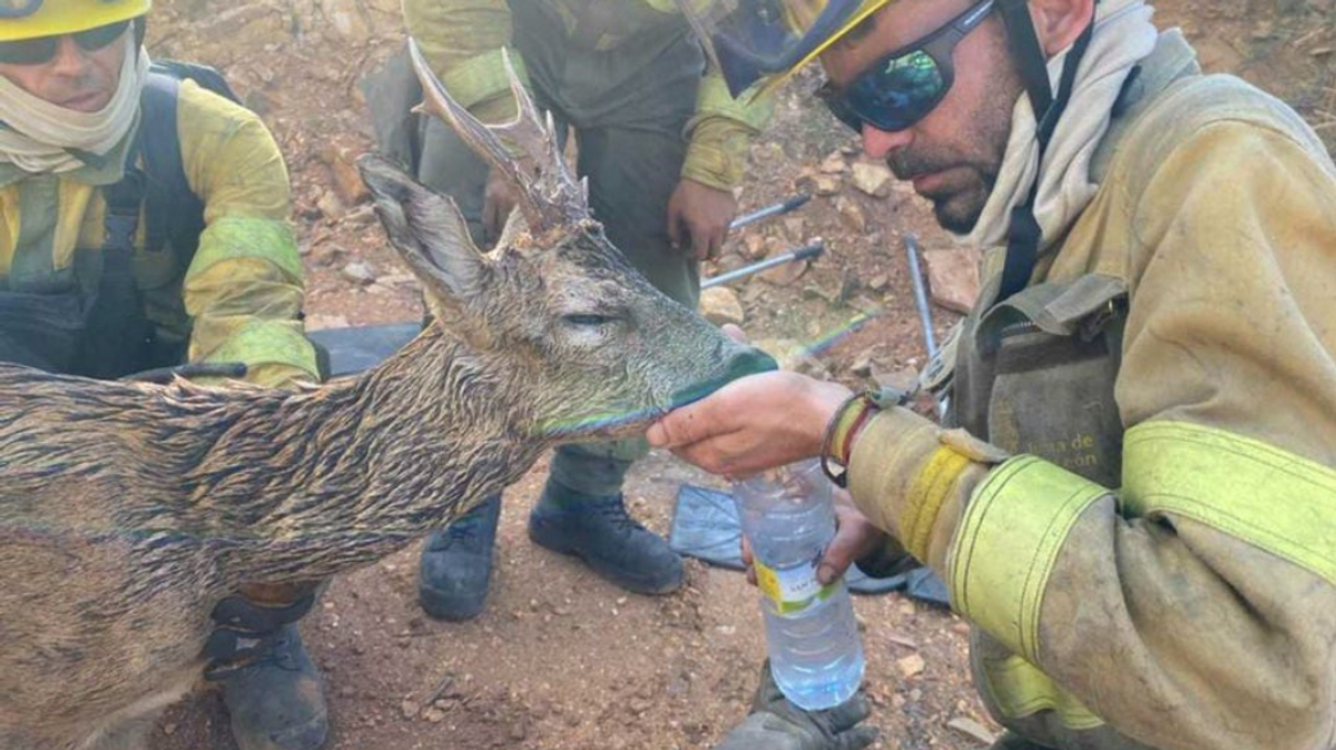 Ayudan a un corzo en el incendio de Losacio Ayudan a un corzo en el incendio de Losacio