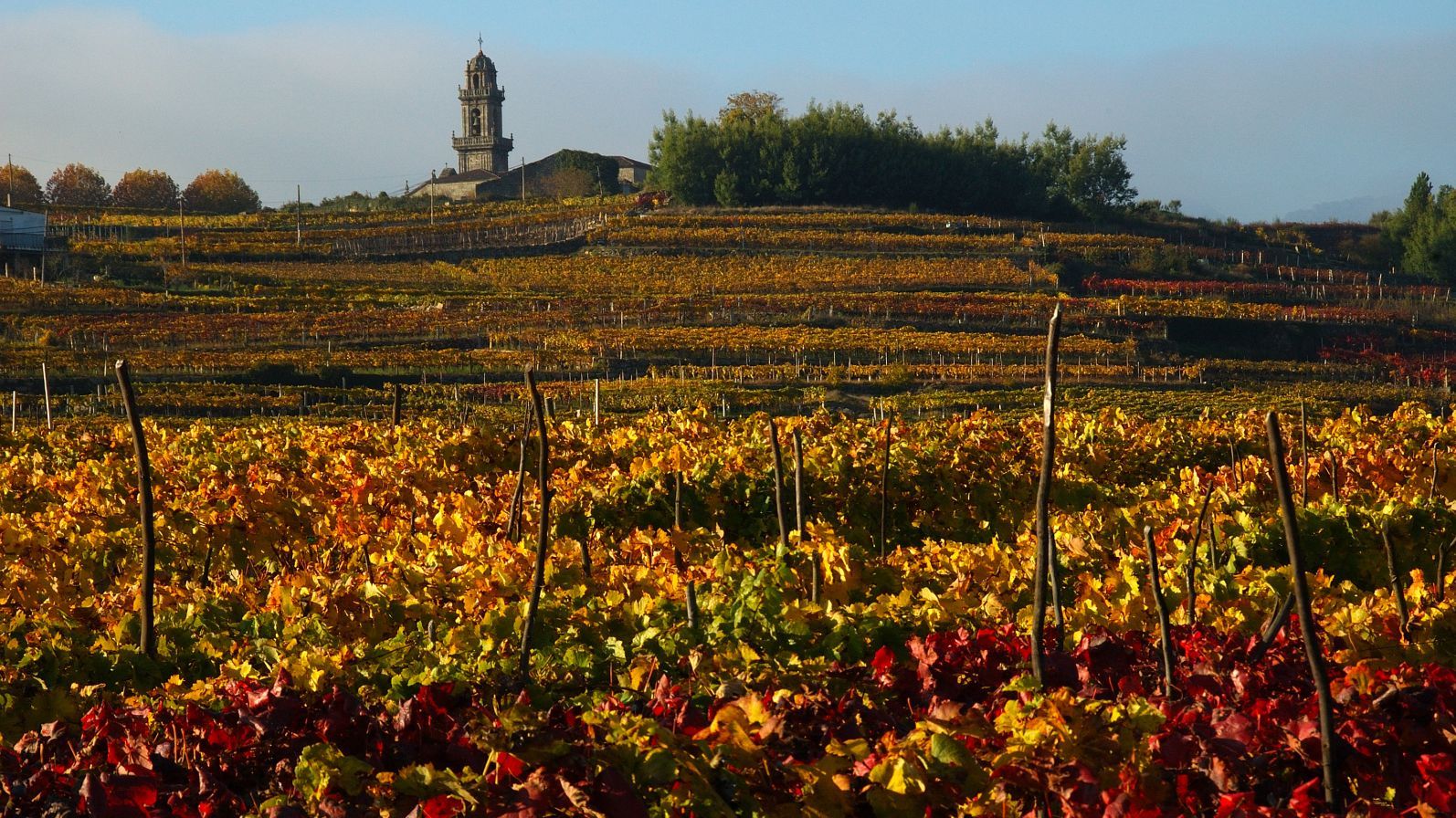 D.O. Ribeiro. Viñedos Beade