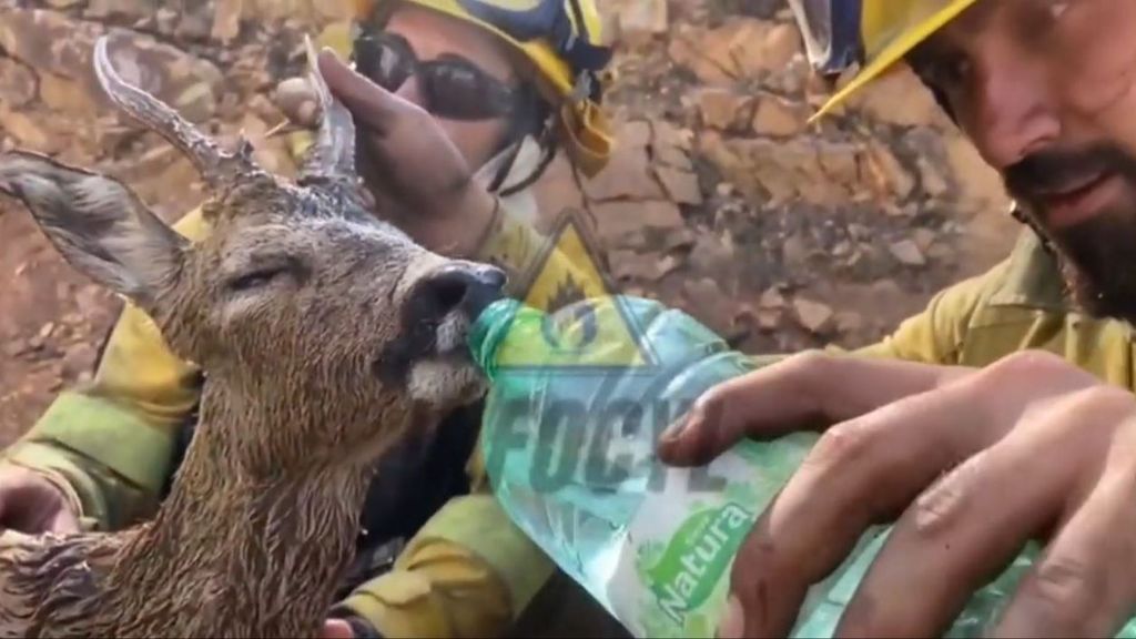 El momento en que auxilian a un corzo en el incendio de Losacio: "No todo van a ser malas noticias"
