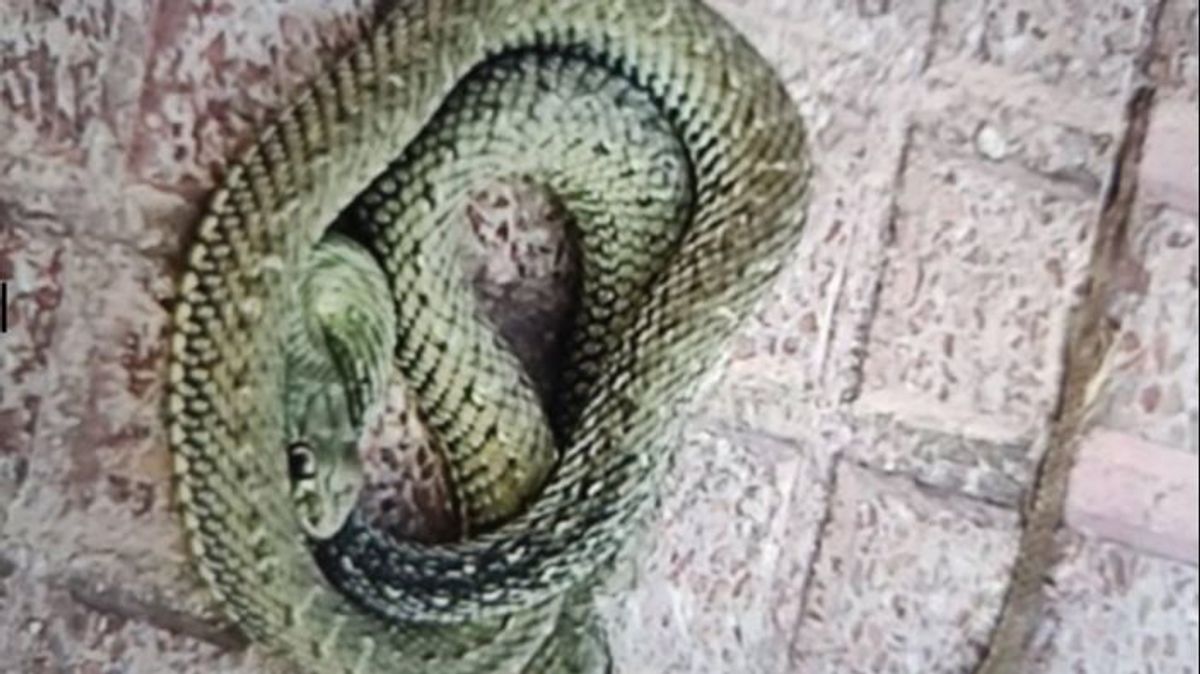 EuropaPress 4588854 atrapan serpiente morder vecino paso subterraneo torrejon