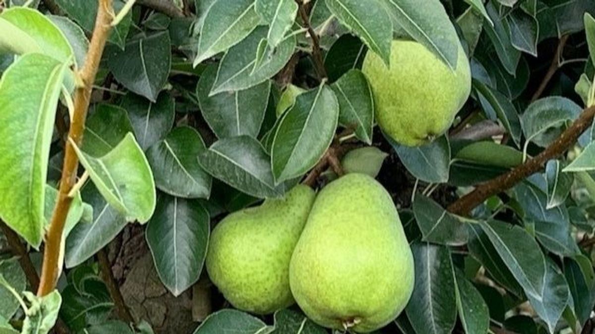 Las heladas en Cataluña dejan la menor cosecha de pera y manzana en cinco años Las heladas en Cataluña dejan la menor cosecha de pera y manzana en cinco años
