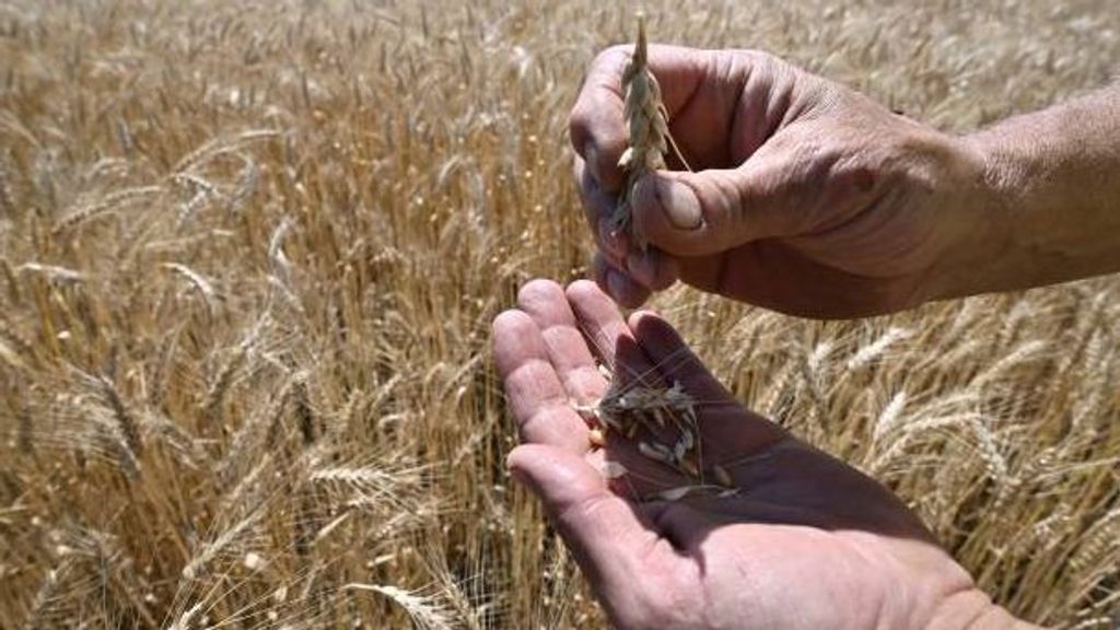 Rusia y Ucrania retoman la exportación de grano bajo control de Turquía y la ONU
