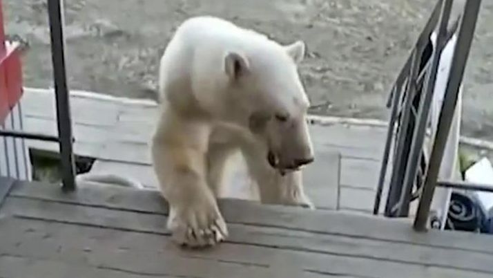 Una osa polar pide ayuda a los humanos con su lengua atrapada en una lata: así fue su rescate