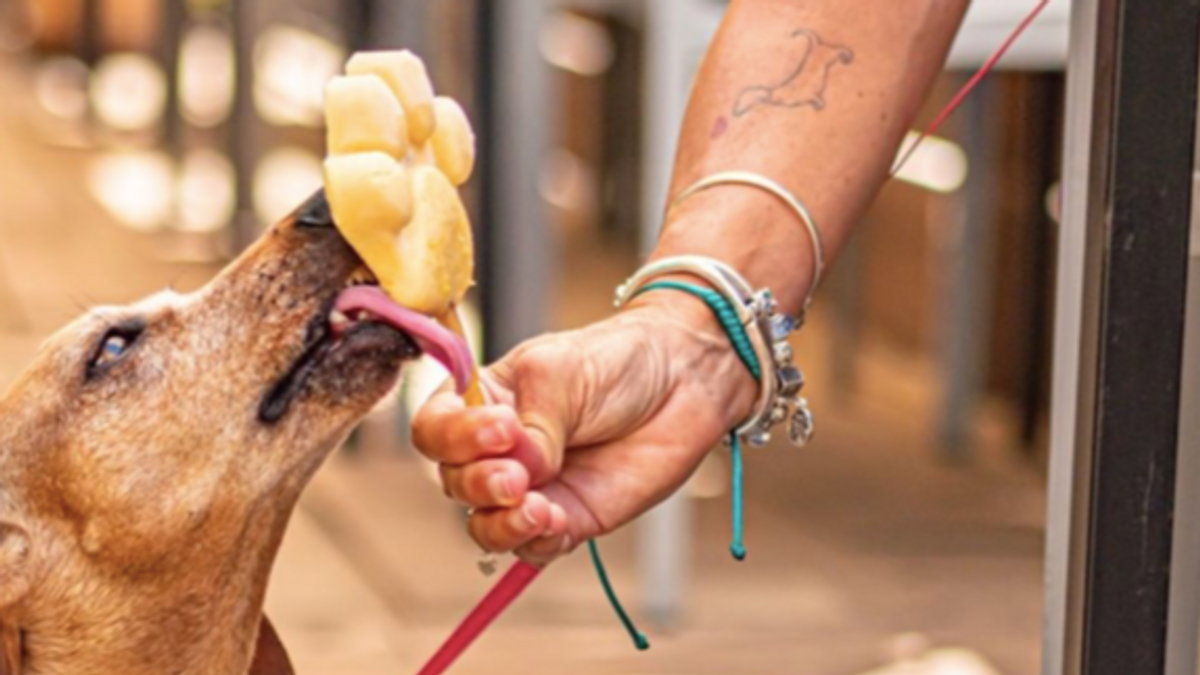 Perros helados Perros helados
