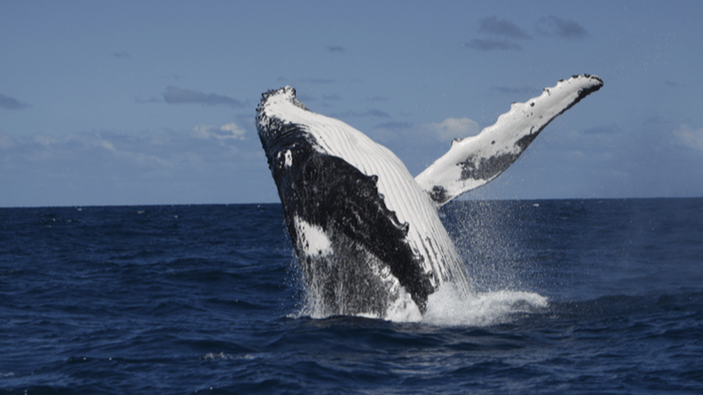 El aprendizaje del canto entre las ballenas jorobadas es similar al de otras especies, como aves y humanos