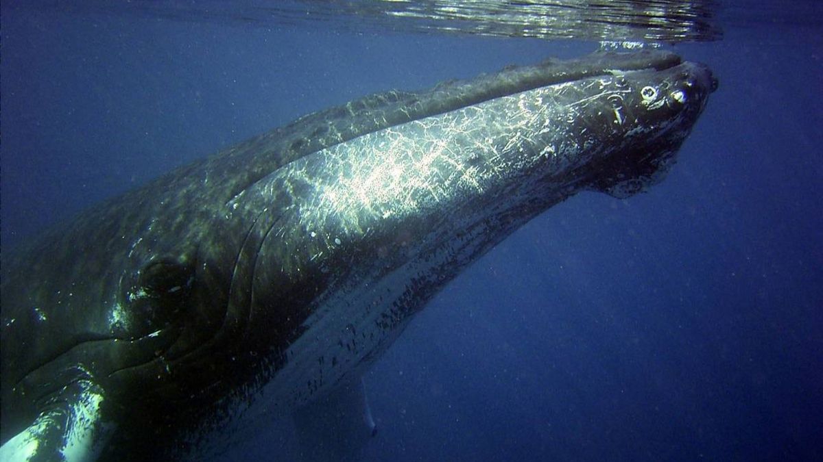Las ballenas jorobadas pueden aprender rápidamente patrones de canto complejos de los ejemplares de otras poblaciones. Las ballenas jorobadas pueden aprender rápidamente patrones de canto complejos de los ejemplares de otras poblaciones.