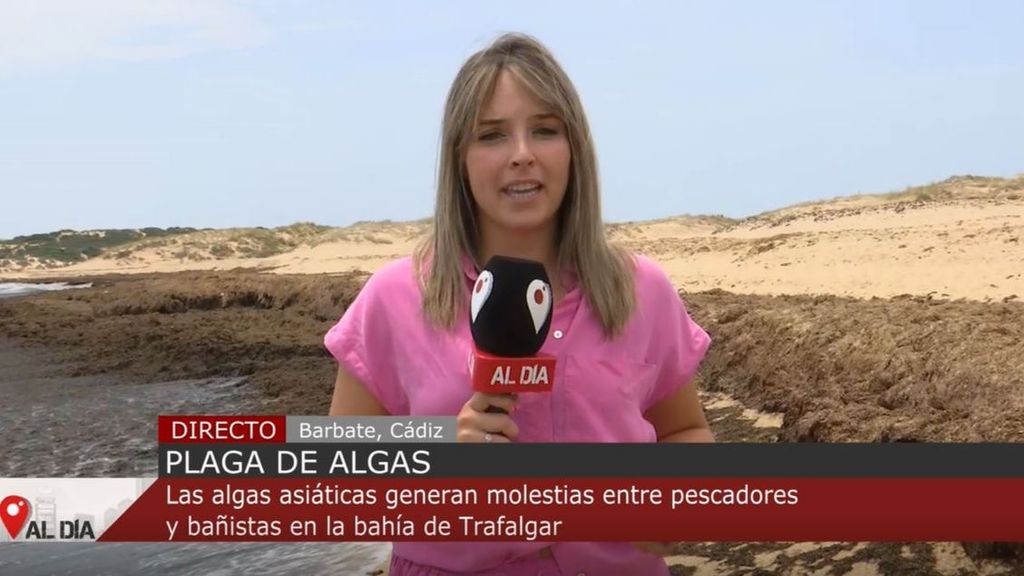 Una plaga de algas amenaza a las costas de Cádiz: los vecinos denuncian el abandono de las administraciones