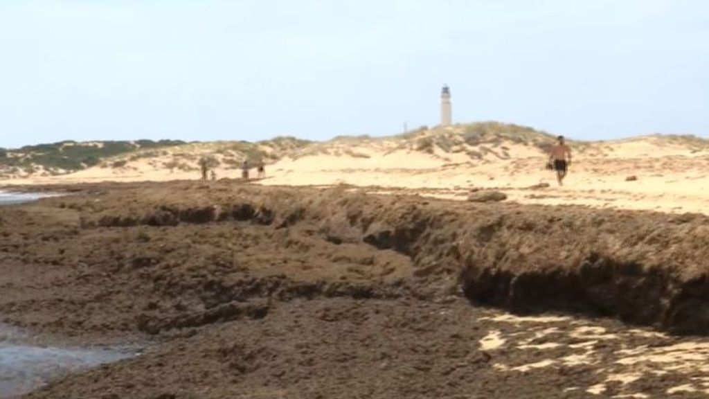 Una plaga de algas invasoras y en estado de putrefacción amenaza al turismo de la costa de Cádiz