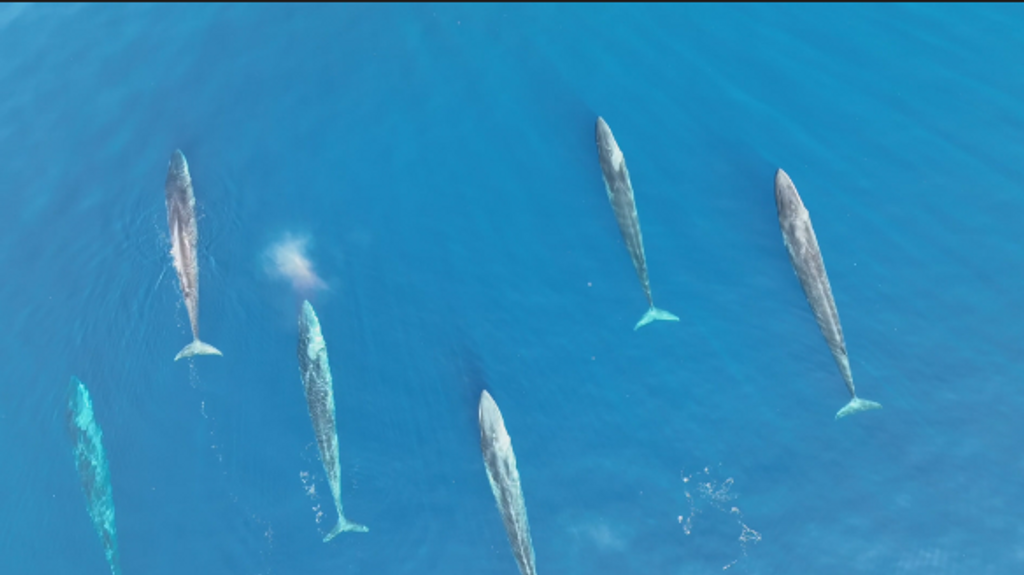 166 ballenas vistas en la costa catalana en 2022